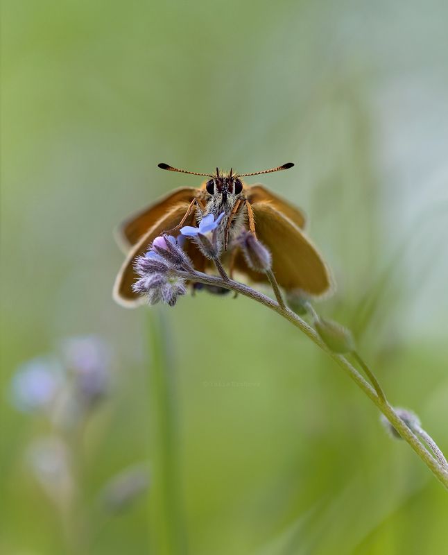 бабочка, толстоголовка, макро, macro На незабудкеphoto preview