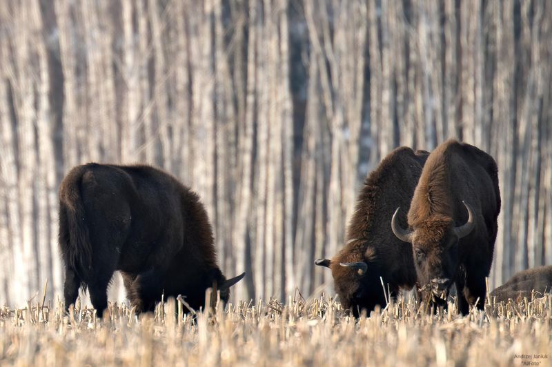 w brzezinie photo preview