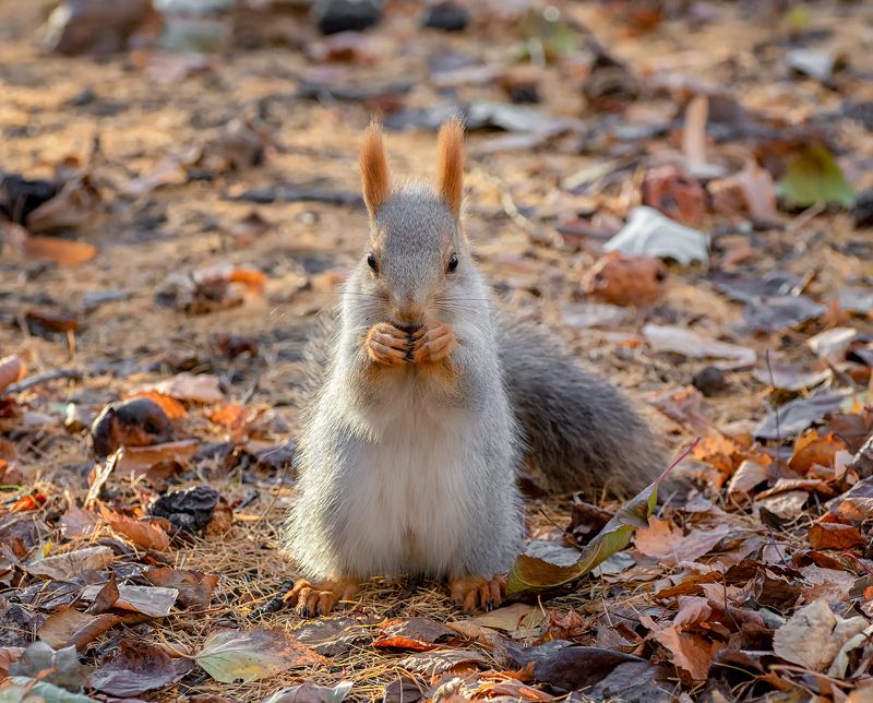 белка, осень, сад, груши, грушевый осенний сад и...photo preview