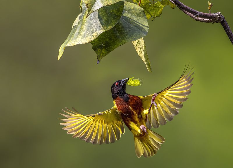 Wildlife, bird, Malkoha, Bird with prey, outdoor, nature, bird photography, colorful, BIF, Bird in Fly, Action, Motion Going Upphoto preview
