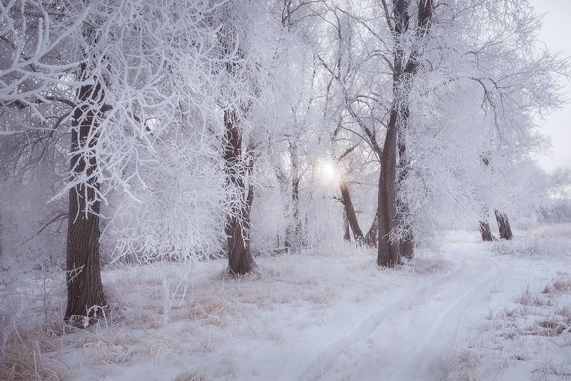 зима, мороз, сибирь, куржак, иней Белые кружеваphoto preview