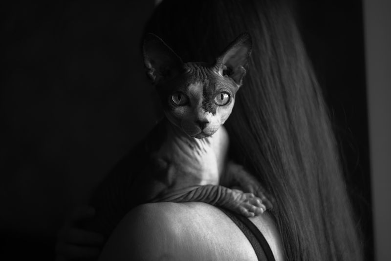 кот, девушка, чёрно-белое, сфинкс Персикphoto preview