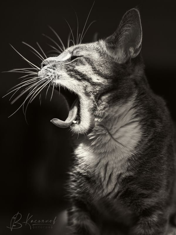 Домашний серый кот Tiger within!photo preview