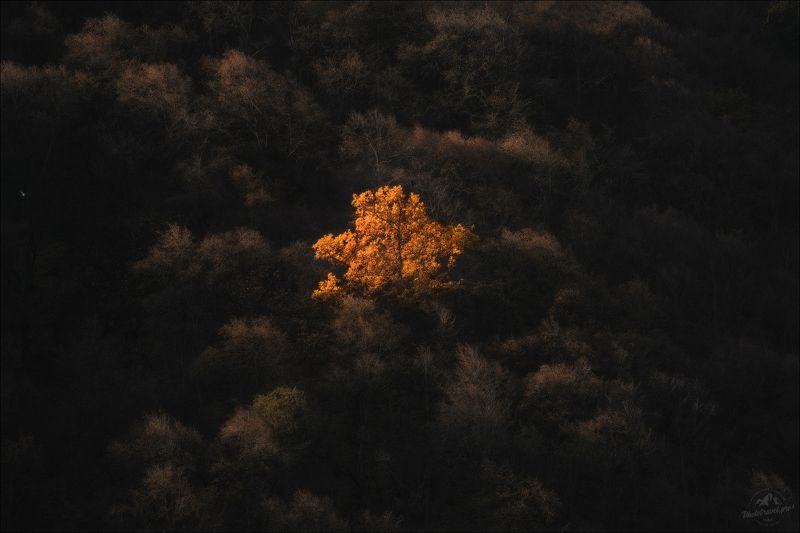 ингушетия, осень, цей-лом, цей-лоам, фототур в ингушетию, осенний фототур в ингушетию Одиночество осеньphoto preview