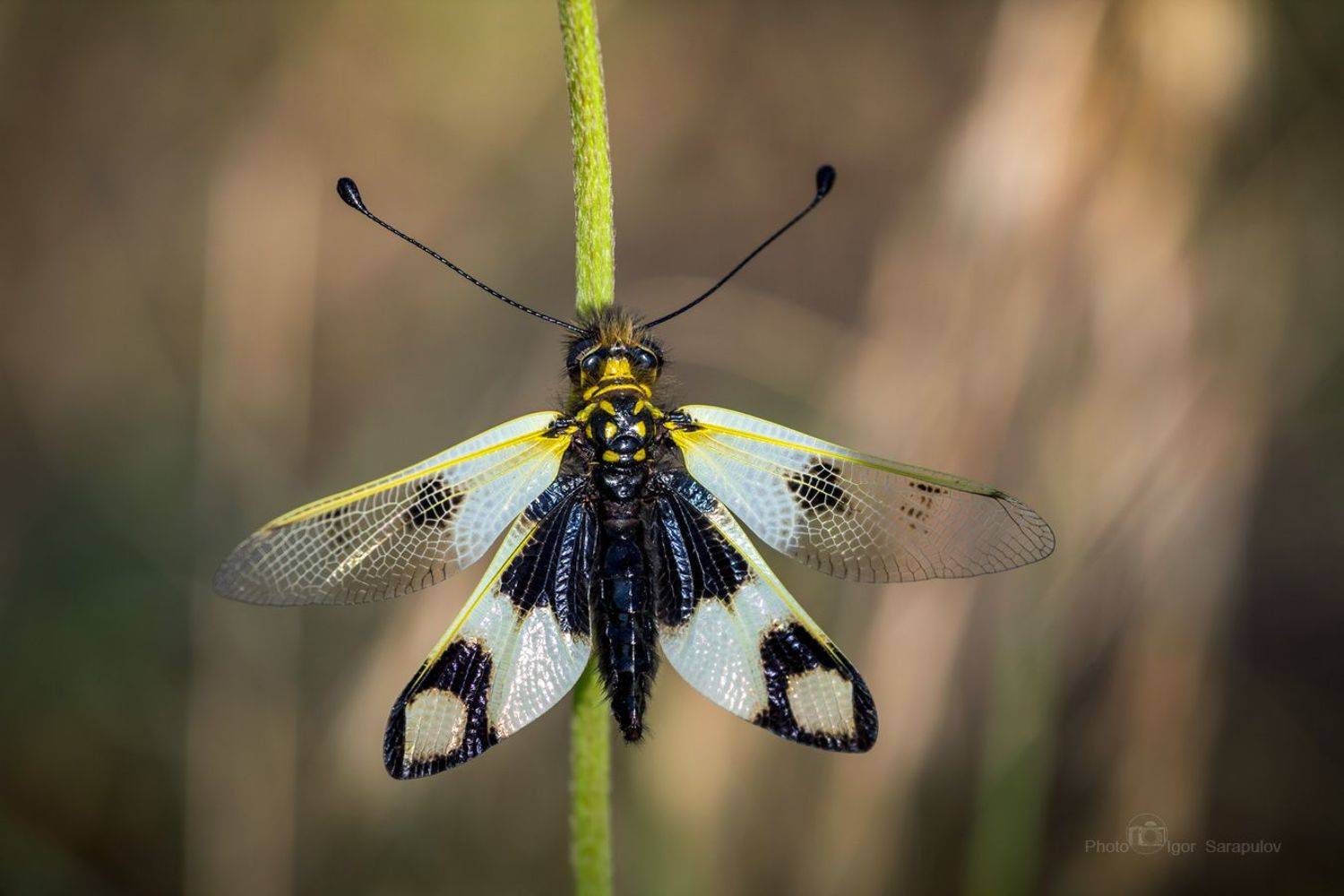 необычное создание, в траве,  странное создание, аскалаф пёстрый, бабочка булавоуска, булавоуска пёстрая, libelloides macaronius, вид, глаза, крупный план, макро, макрофотоохота, моцион, муха, насекомые, природа, прятаться, усы, Сарапулов Игорь