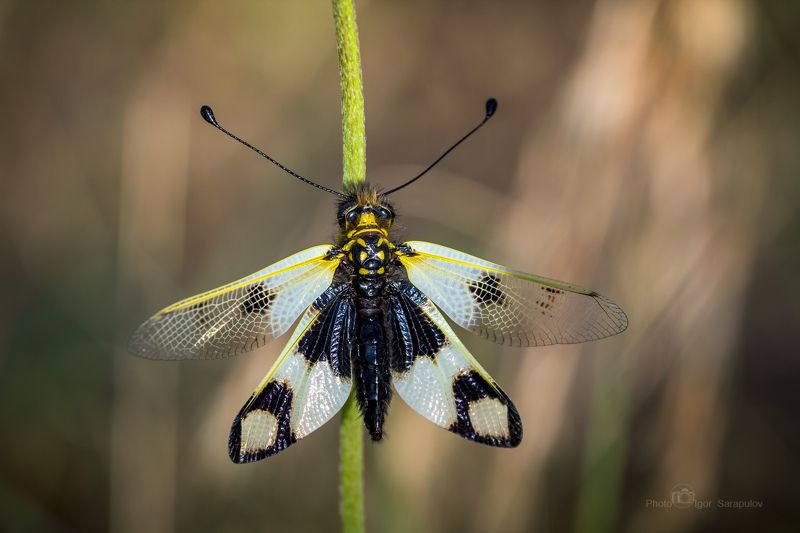 необычное создание, в траве,  странное создание, аскалаф пёстрый, бабочка булавоуска, булавоуска пёстрая, libelloides macaronius, вид, глаза, крупный план, макро, макрофотоохота, моцион, муха, насекомые, природа, прятаться, усы Аскалаф пёстрыйphoto preview