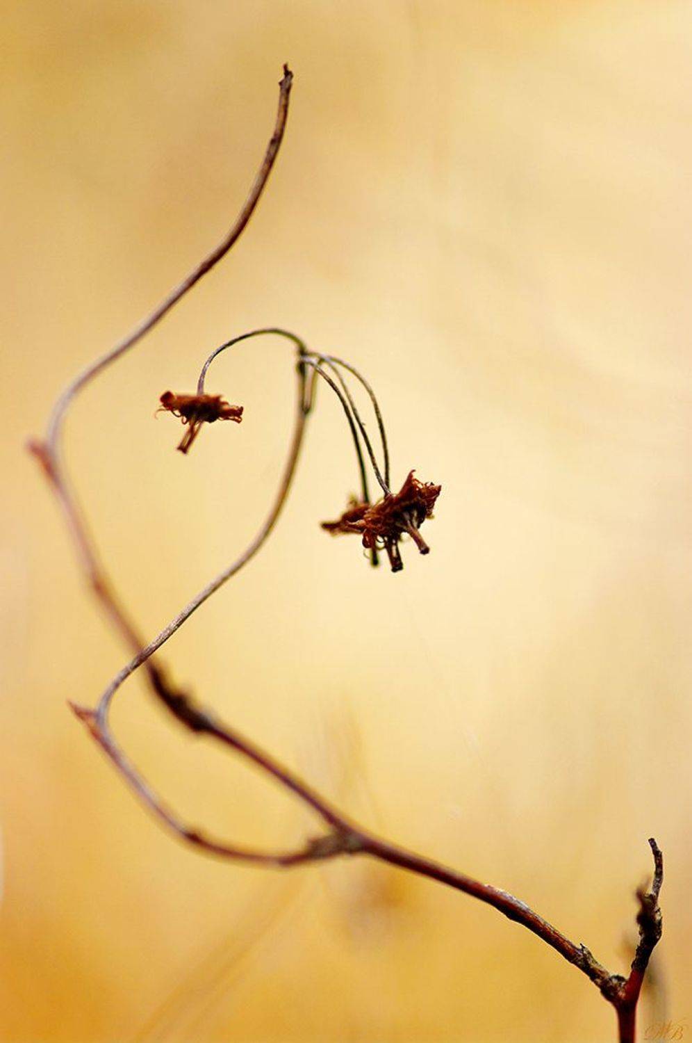 Figure. Автор: Dr Didi Baev abstract, abstraction, abstract work, close-up, color, colors, color image, figure, image, nature, photography,, Dr Didi Baev