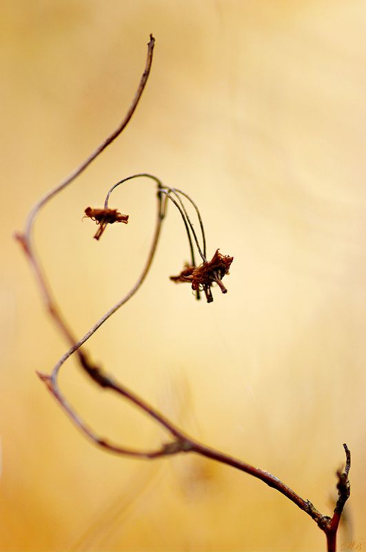 abstract, abstraction, abstract work, close-up, color, colors, color image, figure, image, nature, photography, Figurephoto preview