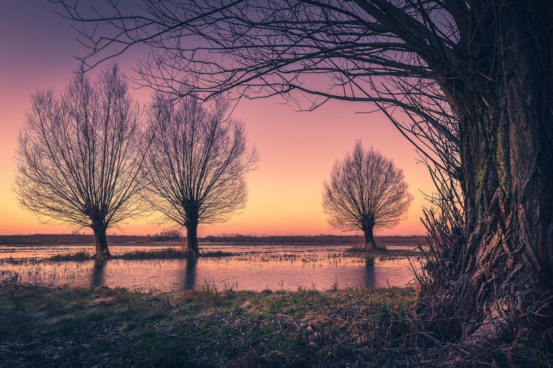 Fairy-tale willowsphoto preview