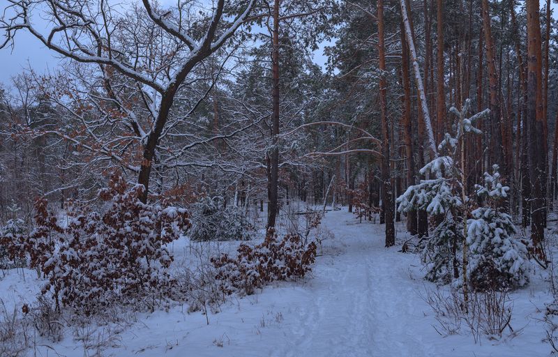 лес зима январь снег вечер сумерки Вокруг снега и тишинаphoto preview