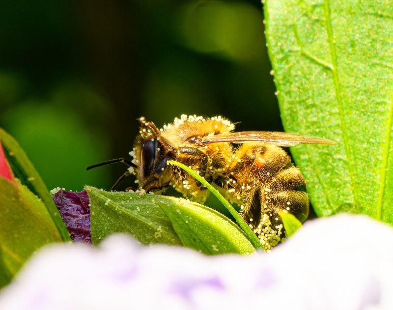 Honeybee and pollenphoto preview