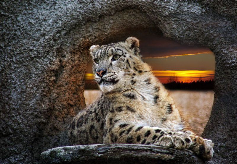 барс Снежный принцphoto preview