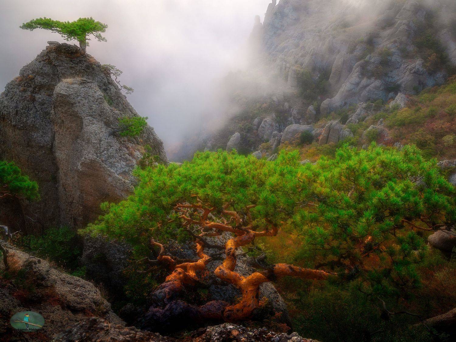 Бонсай. Автор: Plekhanov Alexander , Plekhanov Alexander