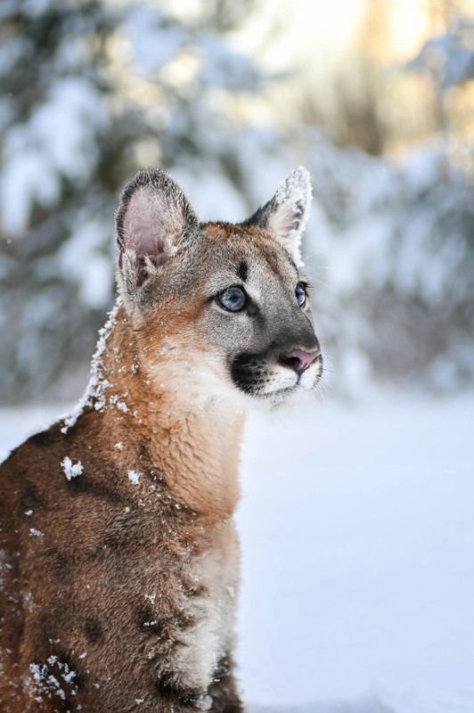Маленький пума Амоphoto preview