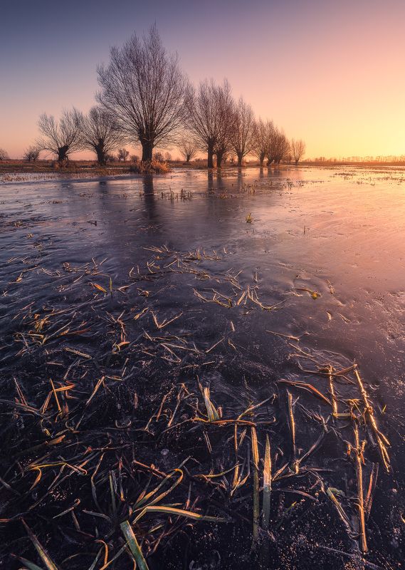 Willowsphoto preview