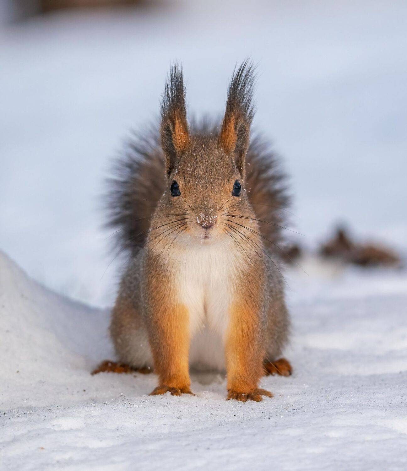 ***. Автор: Константин Дэм , Константин Дэм