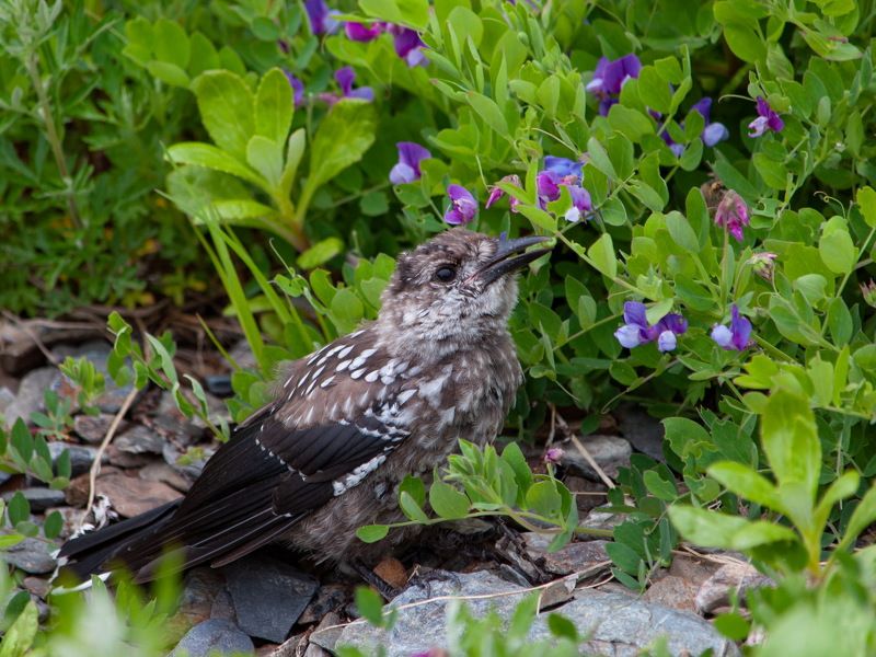 Кедровкаphoto preview