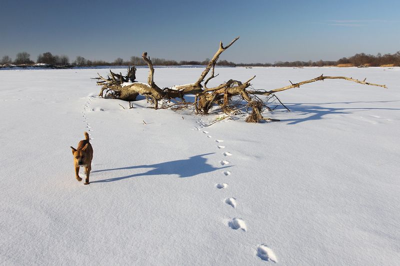 Прогулка с Рыжикомphoto preview