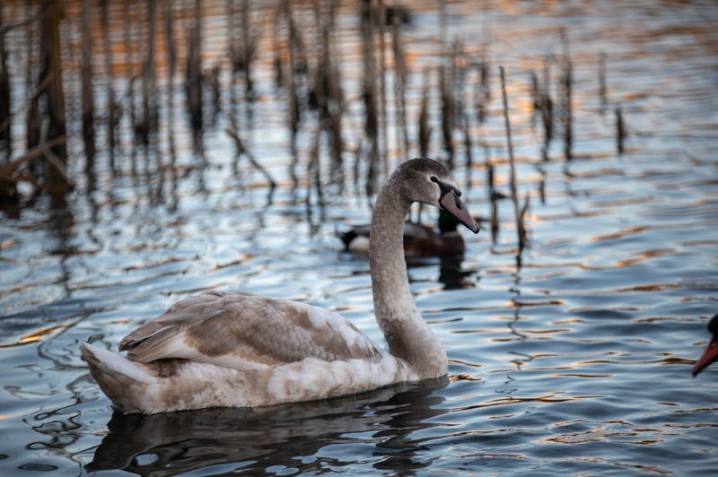 Swan lakephoto preview
