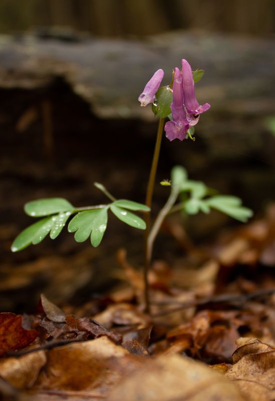 цветы, природа photo preview