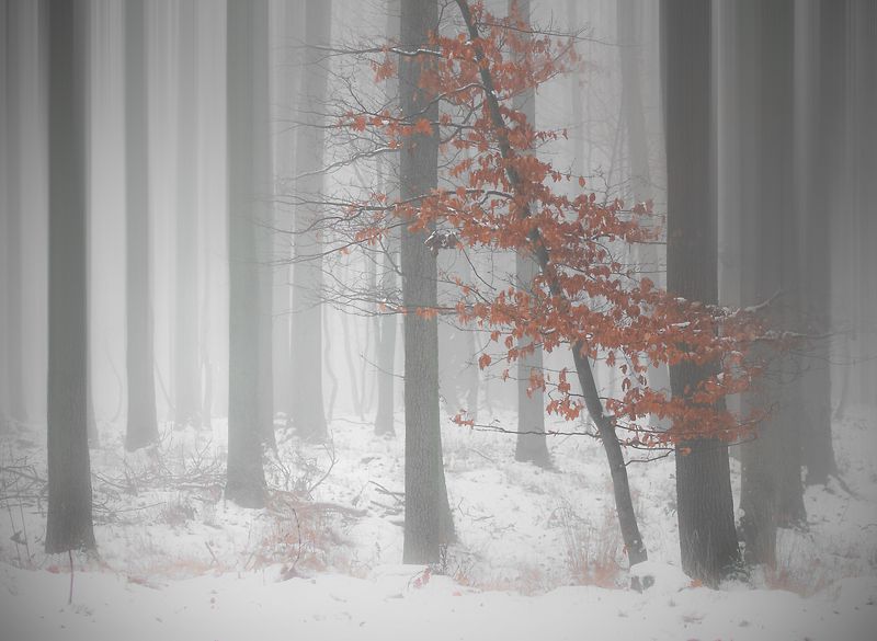 in winter climate...photo preview