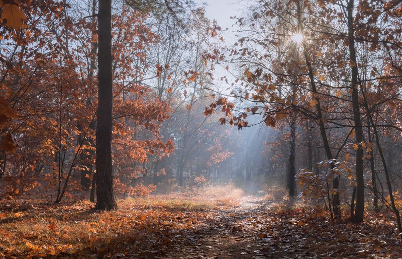 лес осень октябрь утро рассвет лучи дубы Последнее утро октябряphoto preview