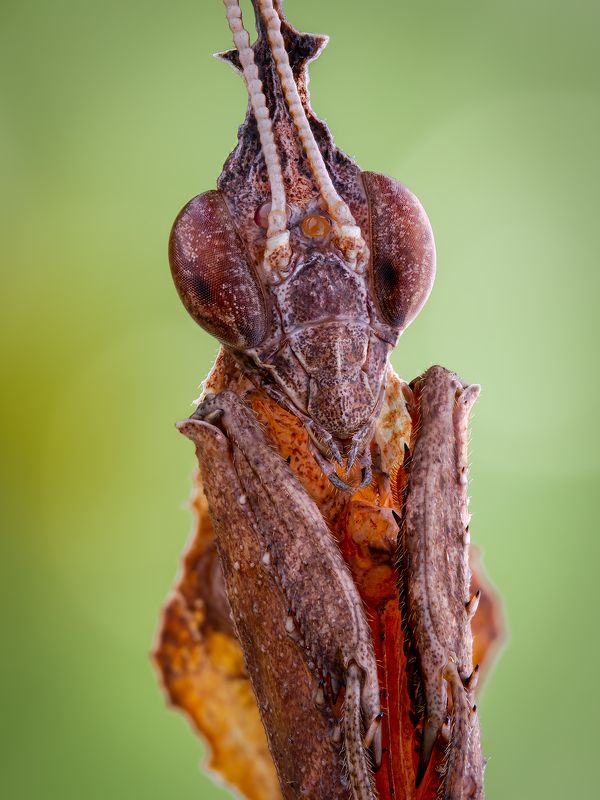 irass, waledzik, nat geo, olympus, close up, macro, extreme macro, макро Phyllocrania paradoxa.photo preview