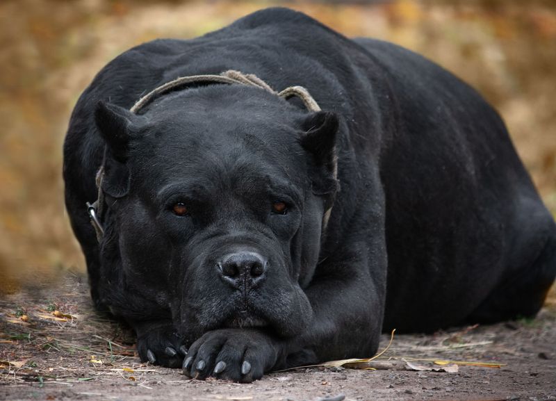 Мудрый взгляд.photo preview