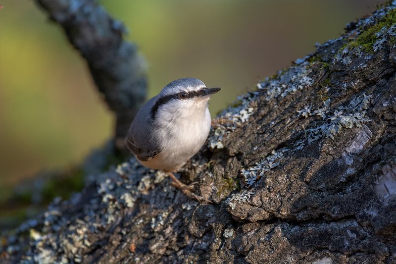 птица, поползень, лес, поползень..photo preview