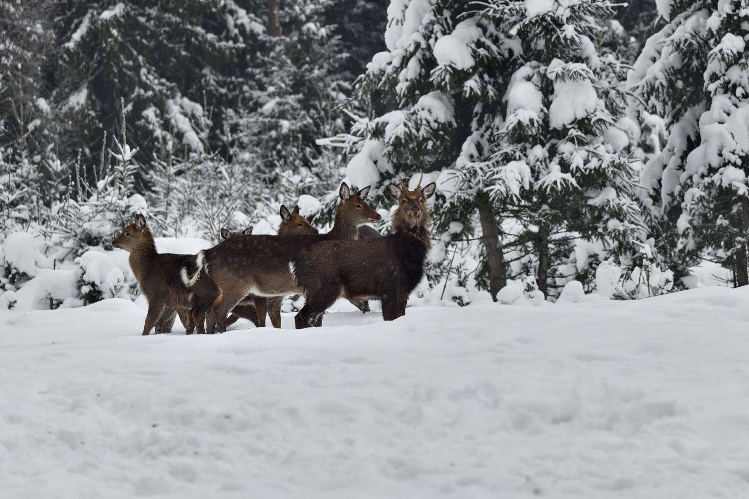 зима,лес,снег,олени, Виталий Полуэктов
