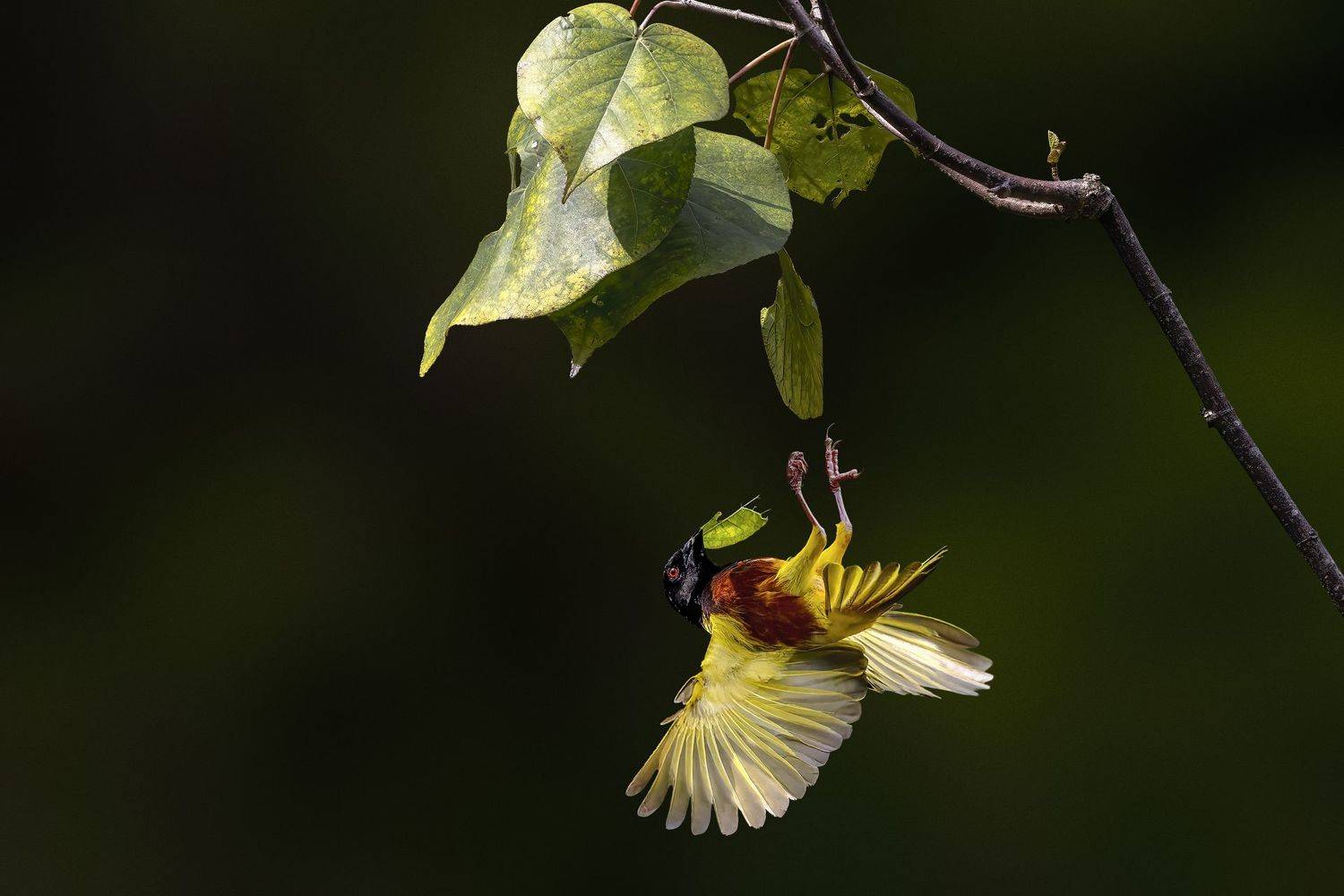 Falling Down. Автор: PARTHA ROY Wildlife, bird, Malkoha, Bird with prey, outdoor, nature, bird photography, colorful, BIF, Bird in Fly, Action, Motion, PARTHA ROY