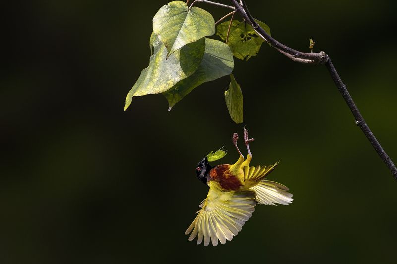 Wildlife, bird, Malkoha, Bird with prey, outdoor, nature, bird photography, colorful, BIF, Bird in Fly, Action, Motion Falling Downphoto preview
