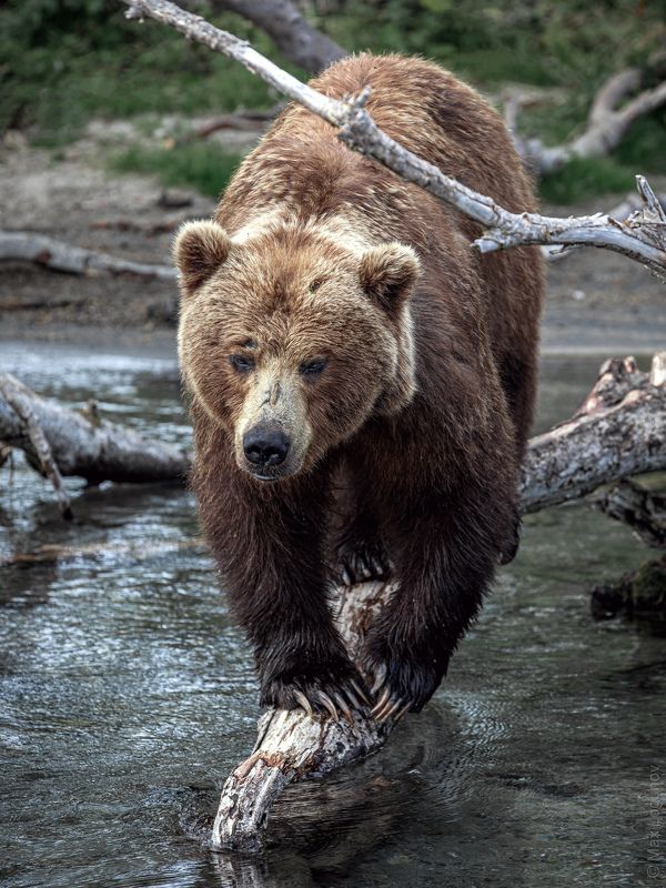 Медведица на рыбалкеphoto preview