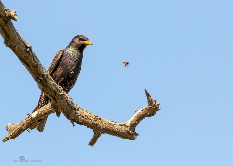 насекомое, жук, вингсьют, wingsuit, полёт, летать,   скворец,  sturnus vulgaris, наблюдать, сидеть, любопытствовать, curious, птица, природа, краснодарский край, тамань, фотоохота, воздух,   вид,   концепт, Рискованный вингсьютphoto preview