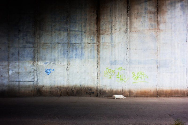 Кот у стеныphoto preview