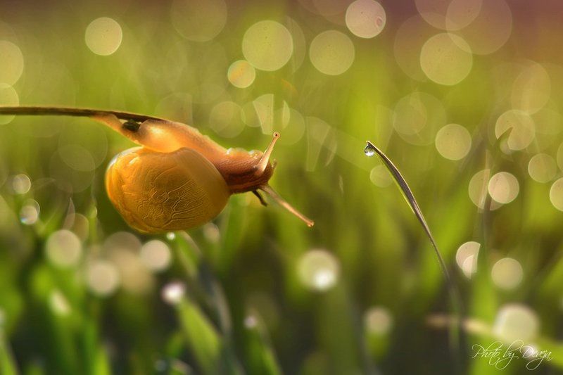 Когда утром Рози.photo preview