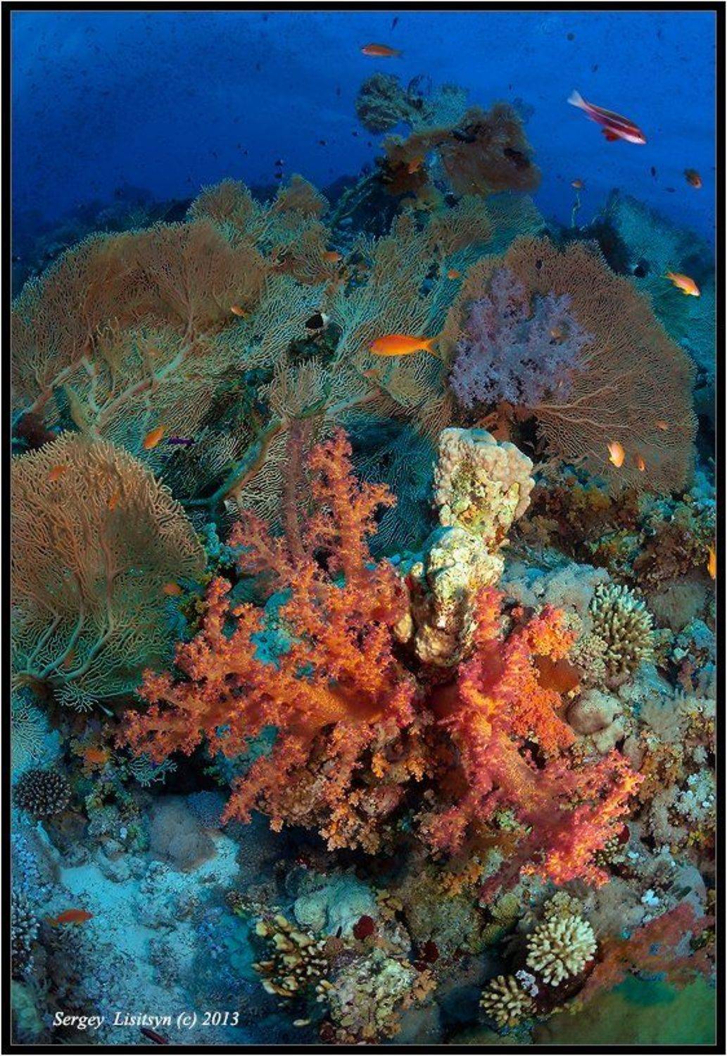 красное, море., мягкие, кораллы., Sergey Lisitsyn