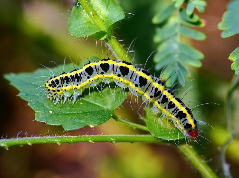Closeup, Lao, Laos, Macro, Лаос, Макро ***photo preview