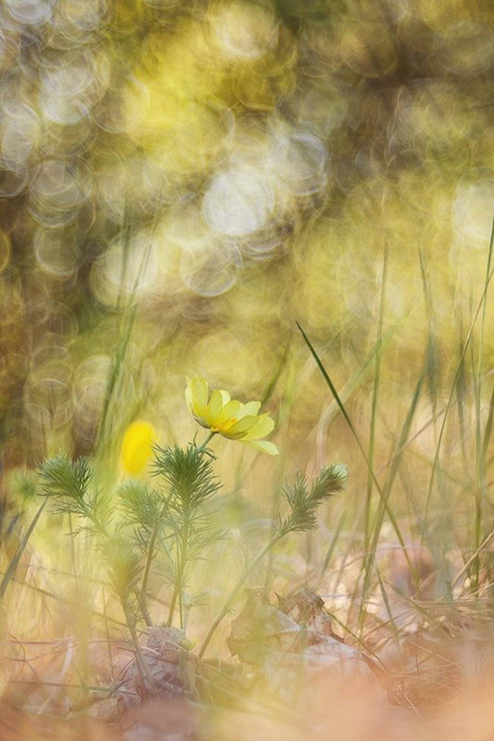 о горицвете. Автор: Юлия Втюрина горицвет, адонис, Юлия Втюрина