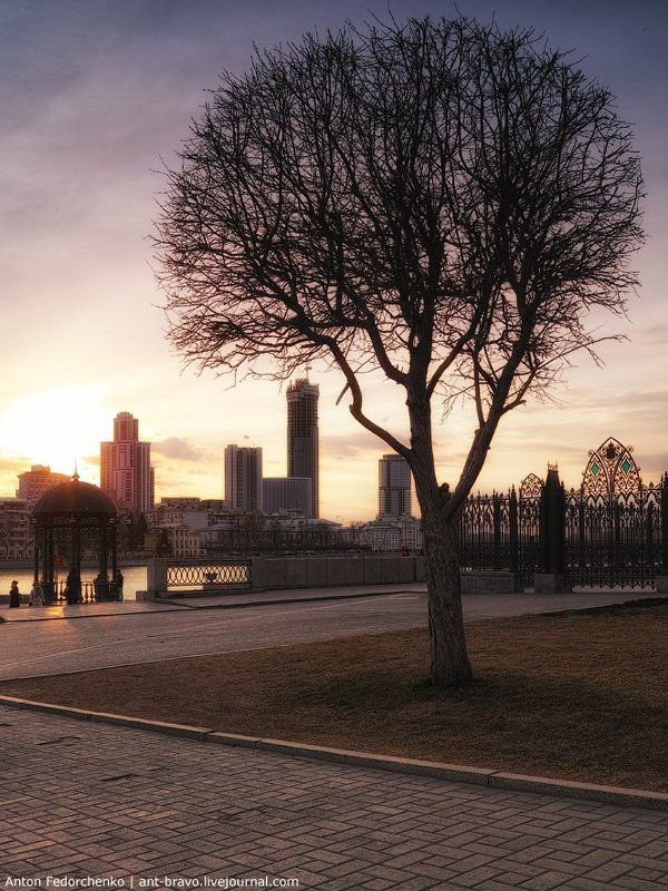 Дерево, Екатеринбург, Средний урал Один весенний вечер II фото превью