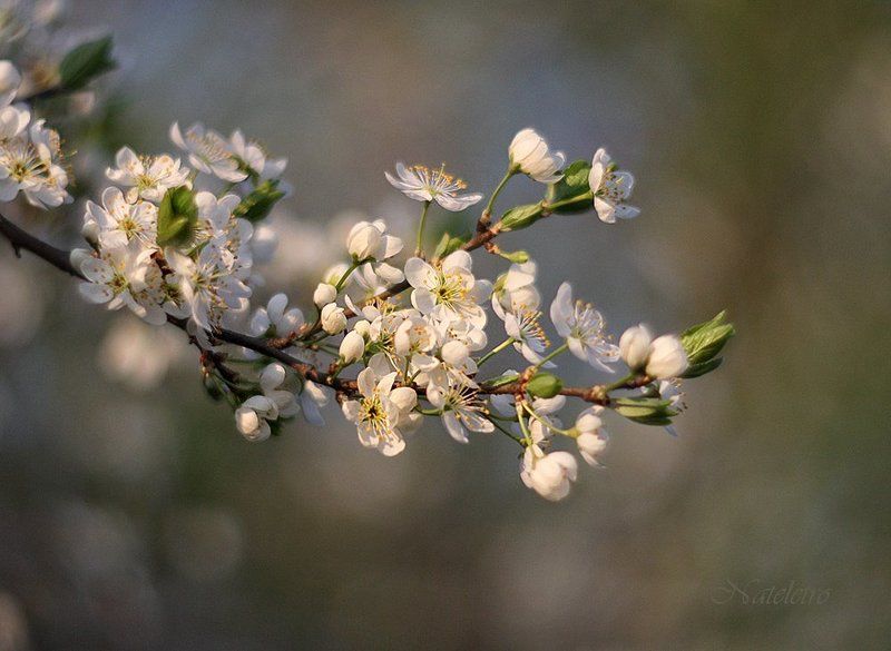 Весеннее...photo preview