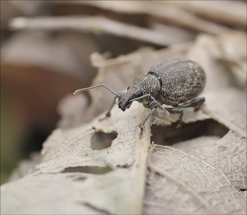 Майская нежность...photo preview