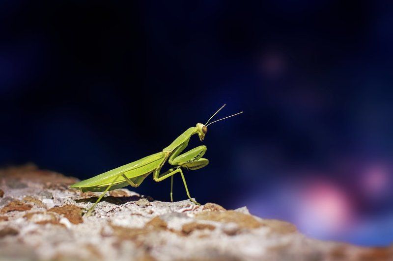 Богомолphoto preview