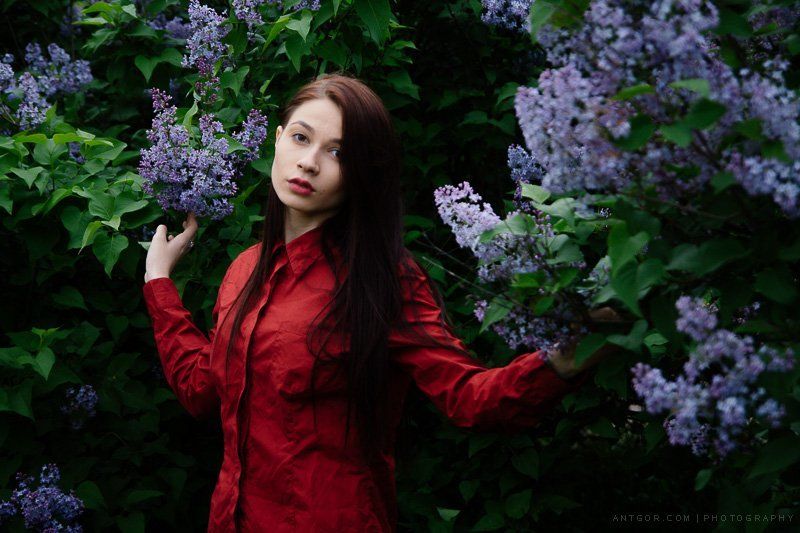 Сиреньphoto preview