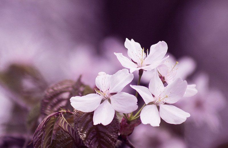 сакура фото превью