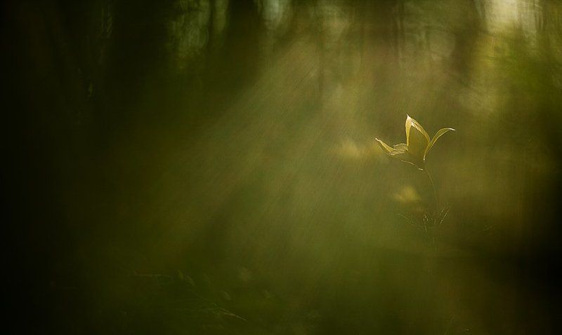 белогорье, тюльпан про волшебный тюльпановый лесphoto preview