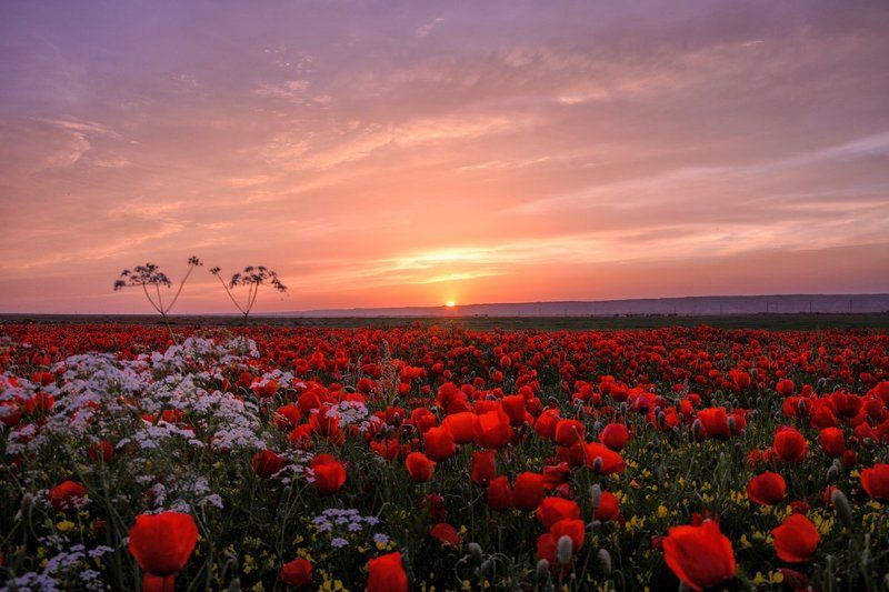 Poppy, Poppy field, Sughd, Tajikistan, Маки, Маковое поле, Согд, Таджикистан Макиphoto preview