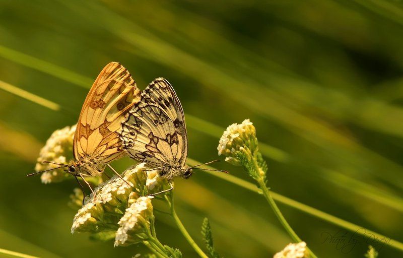 Папа и мамаphoto preview