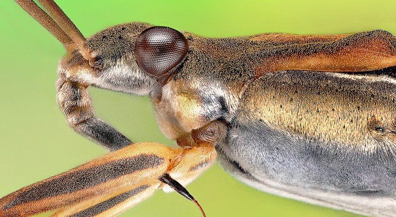 Water Strider (Gerris Lacustrisphoto preview