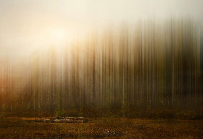 Иногда мне снится утро в лесу фото превью